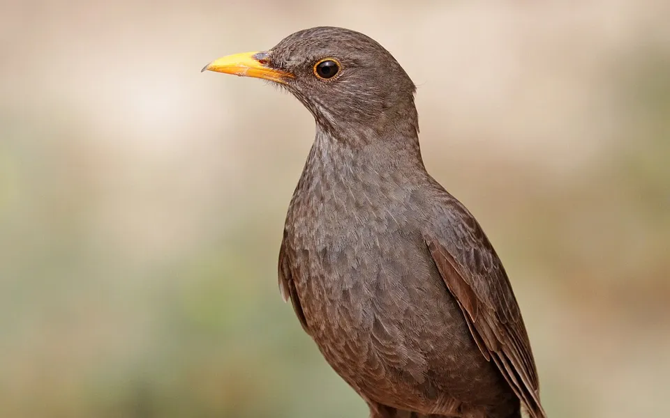 Eurasian Blackbird (Turdus merula) — photo 3 of 4