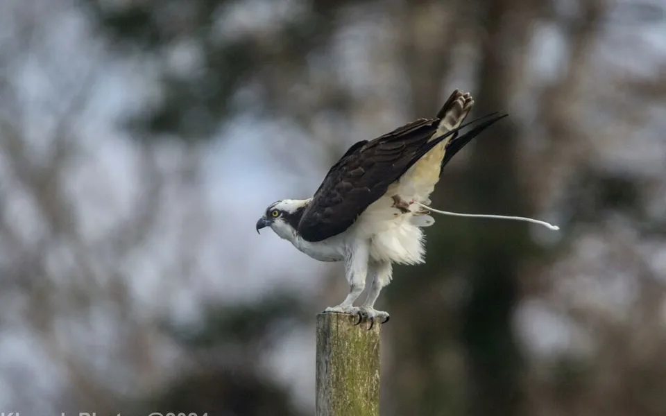 Osprey (Pandion haliaetus) — photo 2 of 4