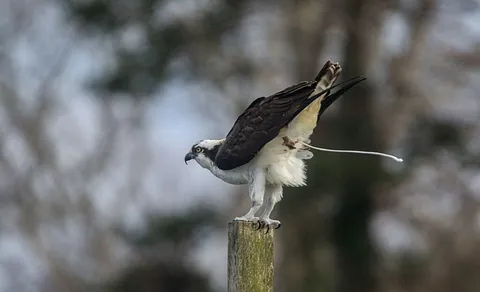 Osprey (Pandion haliaetus) — photo 2 of 4