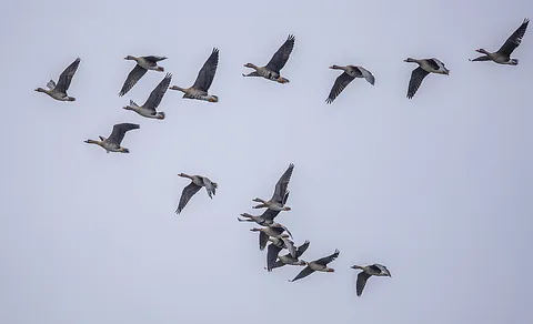 Greater White-fronted Goose (Anser albifrons) — photo 3 of 3