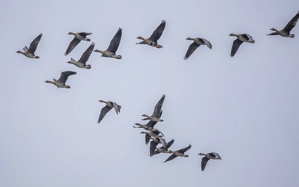 Greater White-fronted Goose (Anser albifrons) — photo 3 of 3