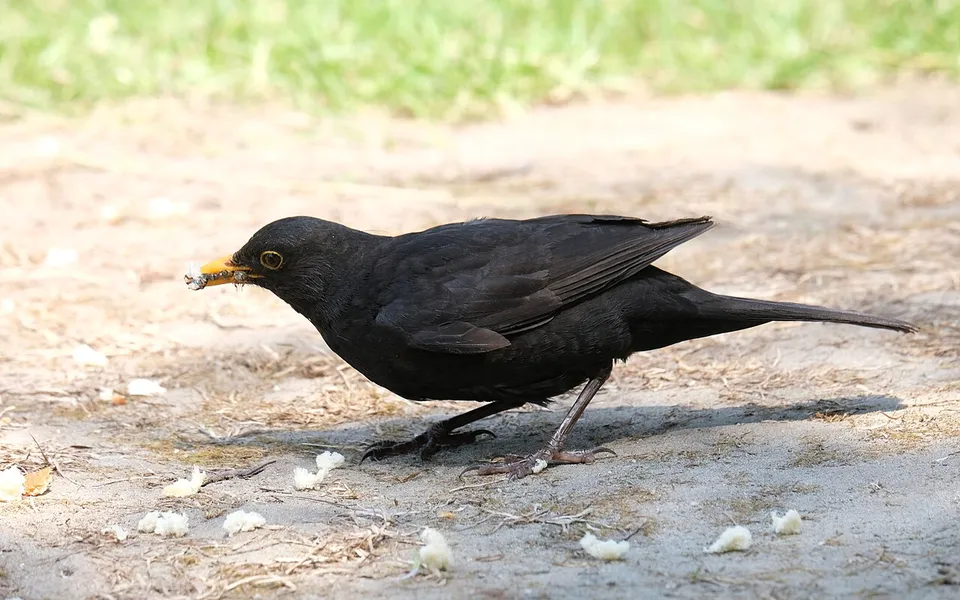 Eurasian Blackbird (Turdus merula) — photo 4 of 4