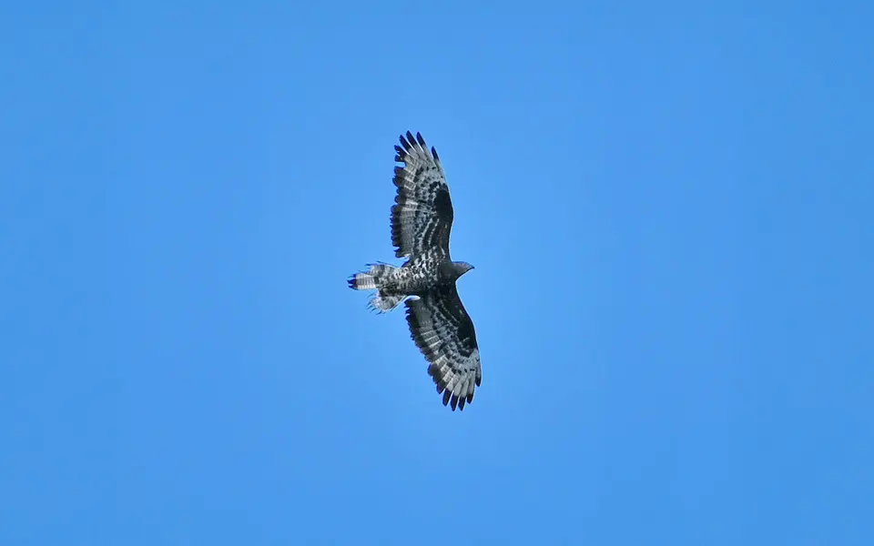 European Honey-buzzard (Pernis apivorus) — photo 4 of 4
