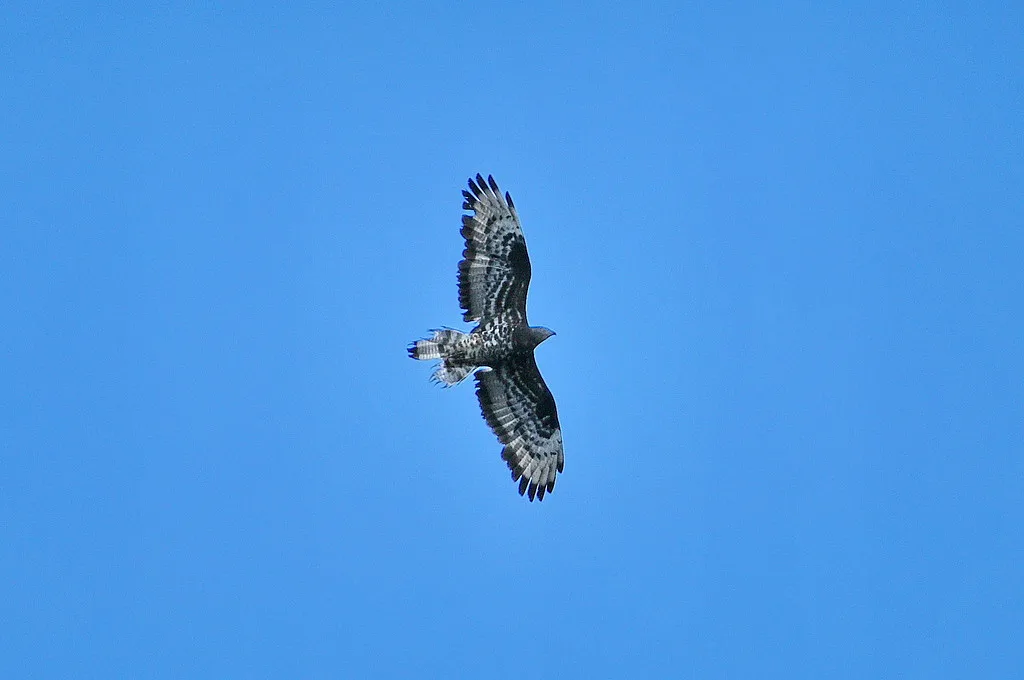 European Honey-buzzard