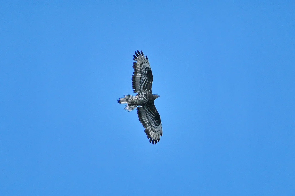 European Honey-buzzard