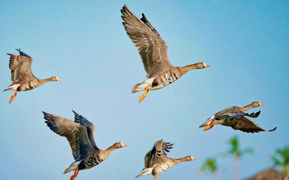 Greater White-fronted Goose (Anser albifrons) — photo 1 of 3