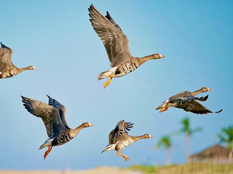 Greater White-fronted Goose