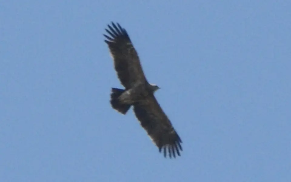 Lesser Spotted Eagle (Aquila pomarina) — photo 4 of 4
