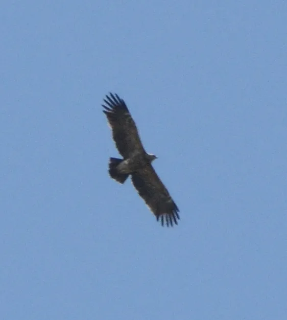 Lesser Spotted Eagle