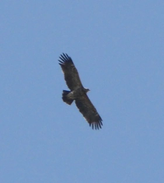 Lesser Spotted Eagle