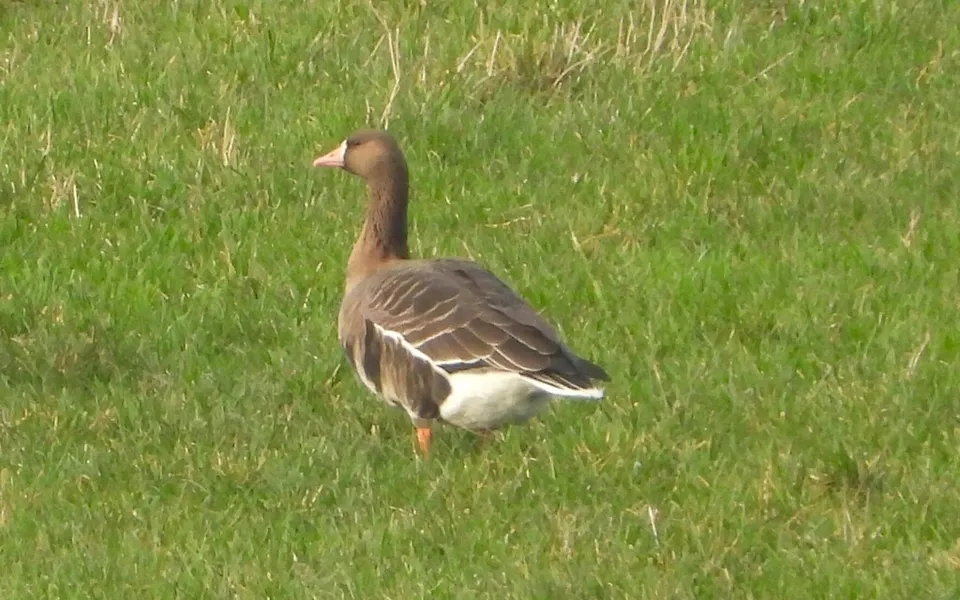 Greater White-fronted Goose (Anser albifrons) — photo 2 of 3