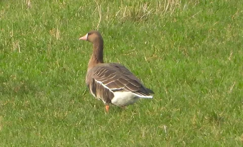 Greater White-fronted Goose (Anser albifrons) — photo 2 of 3