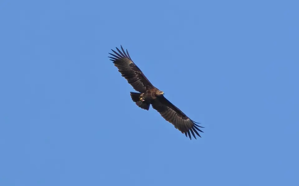Greater Spotted Eagle (Aquila clanga) — photo 2 of 4