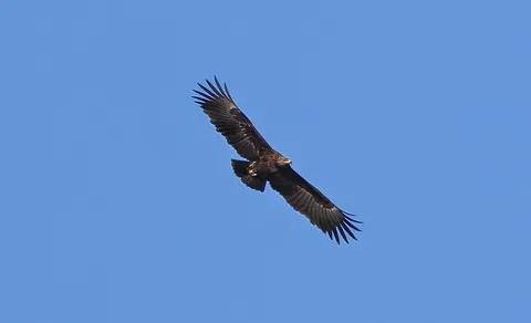 Greater Spotted Eagle