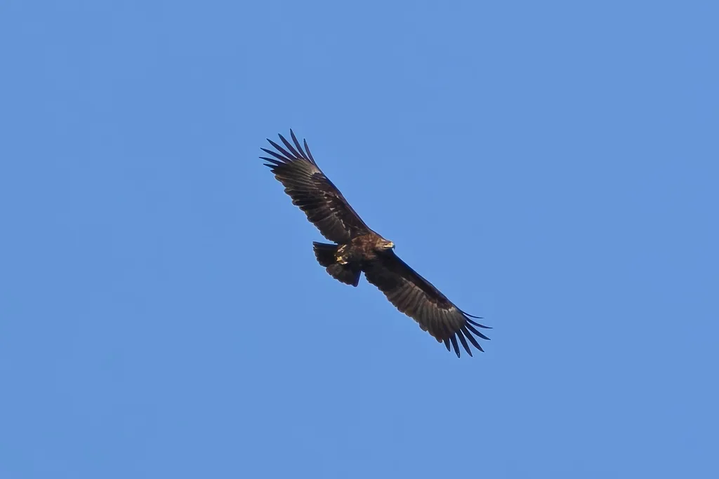 Greater Spotted Eagle