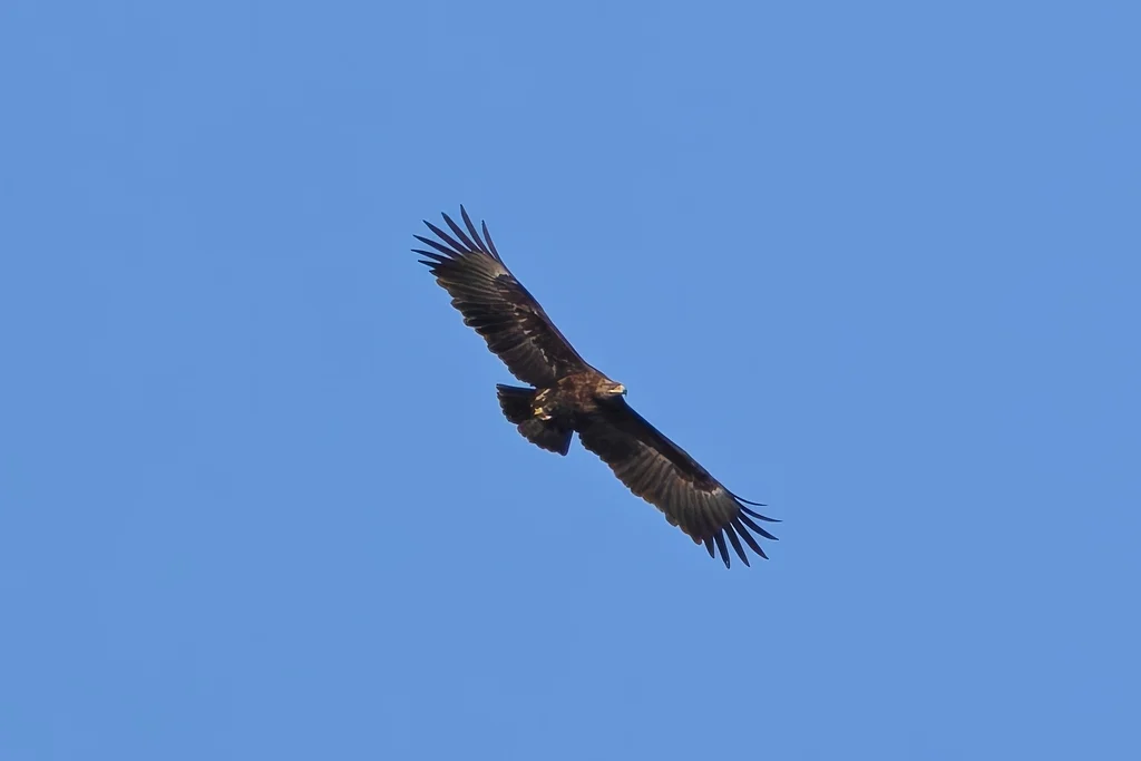 Greater Spotted Eagle