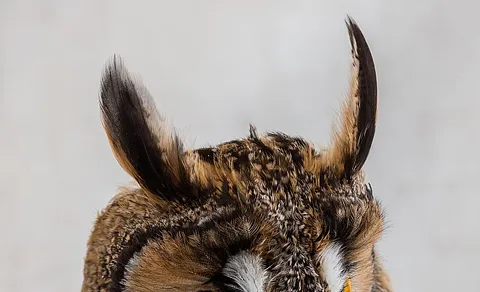 Long-eared Owl