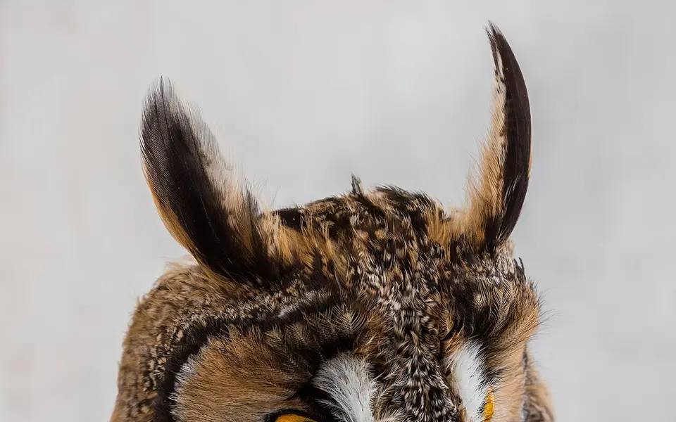 Long-eared Owl (Asio otus) — photo 3 of 4