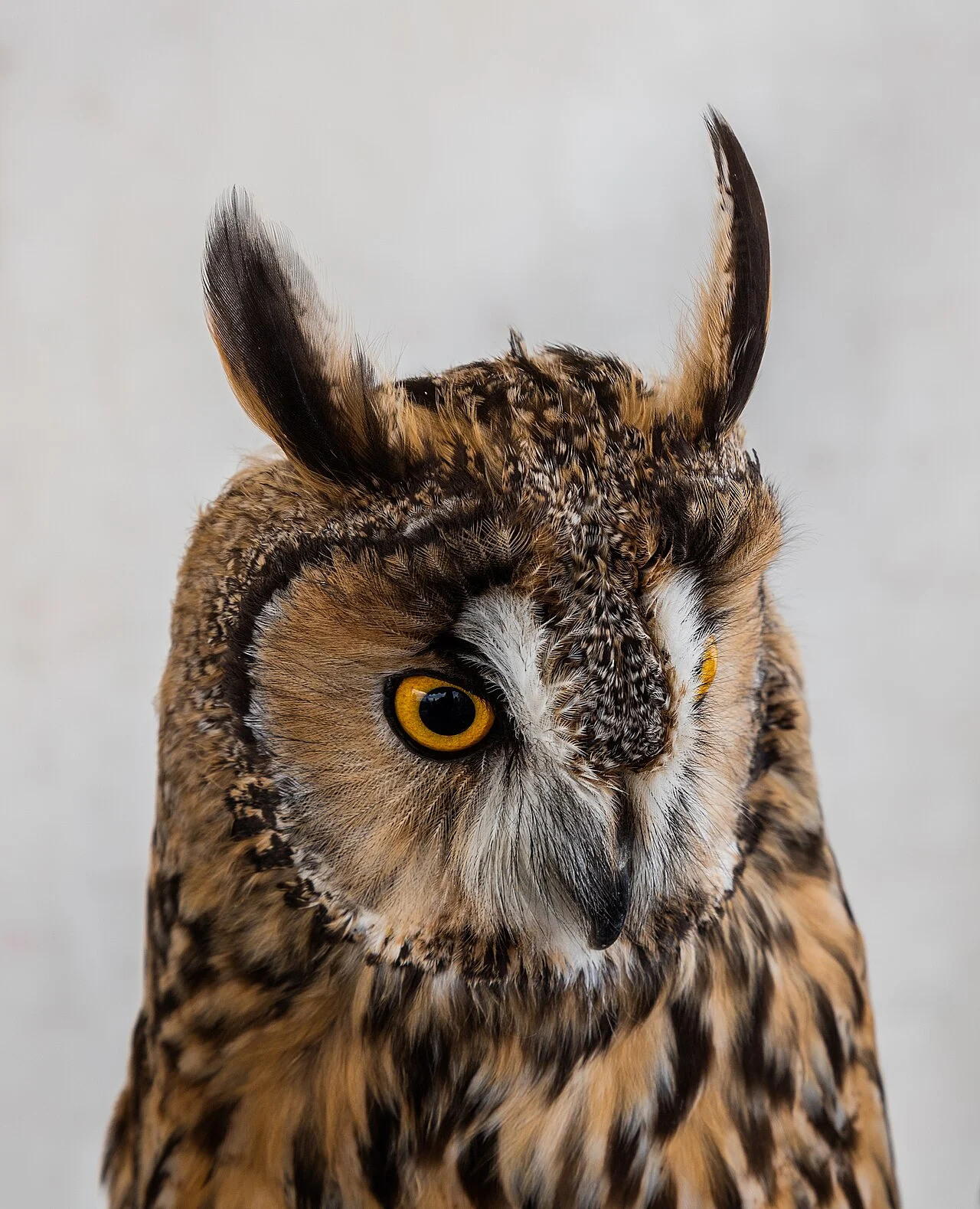 Long-eared Owl
