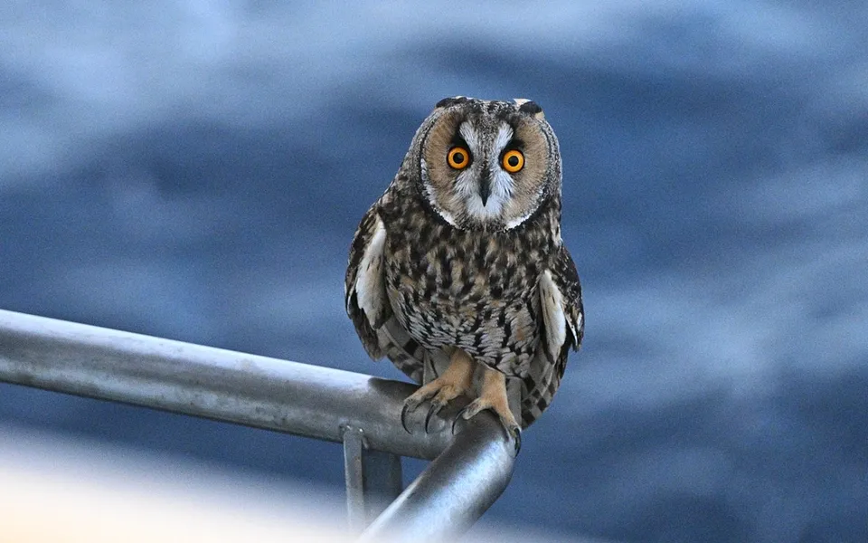 Long-eared Owl