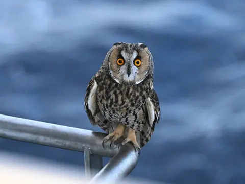 Long-eared Owl
