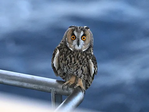 Long-eared Owl