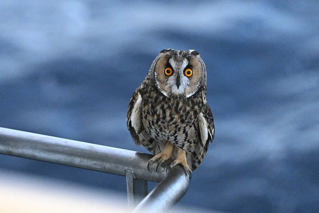 Long-eared Owl
