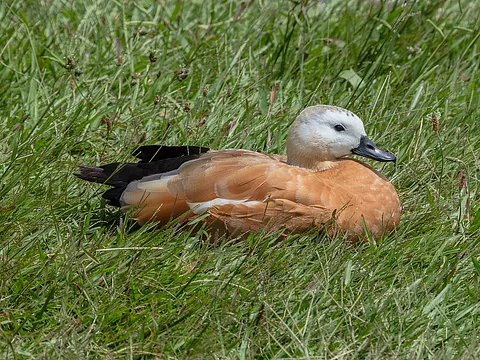 Ruddy Shelduck