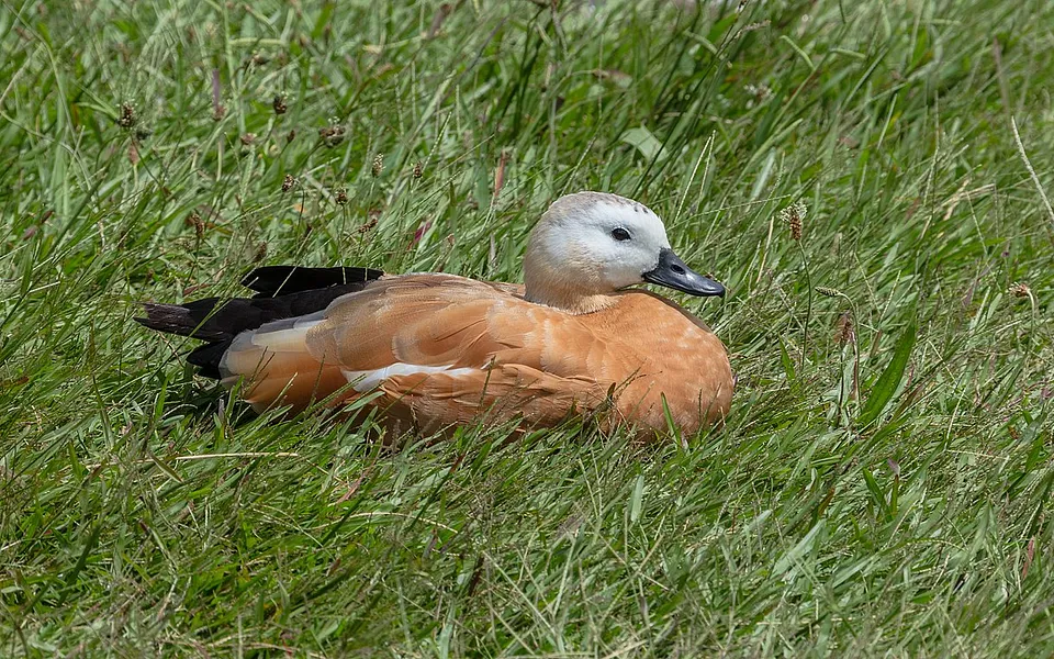 Ruddy Shelduck (Tadorna ferruginea) — photo 1 of 6