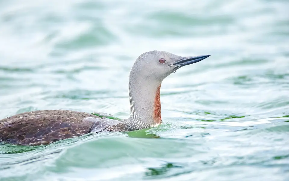Red-throated Loon (Gavia stellata) — photo 5 of 5