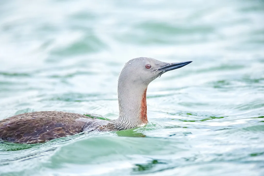 Red-throated Loon