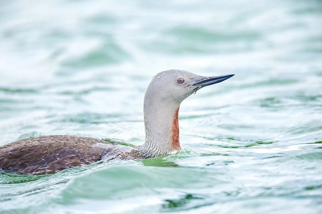 Red-throated Loon