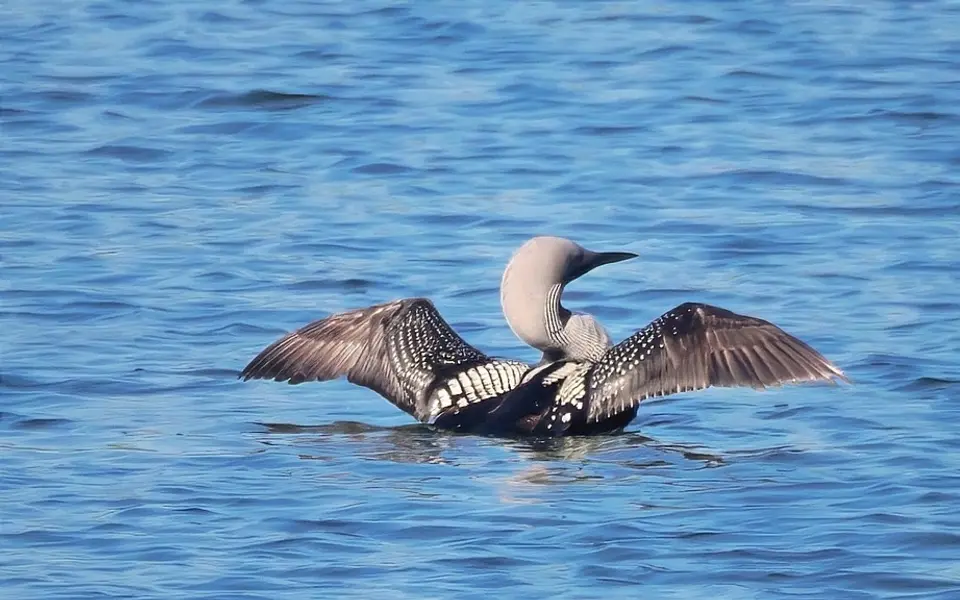 Arctic Loon (Gavia arctica) — photo 4 of 4