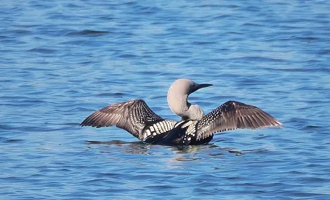 Arctic Loon