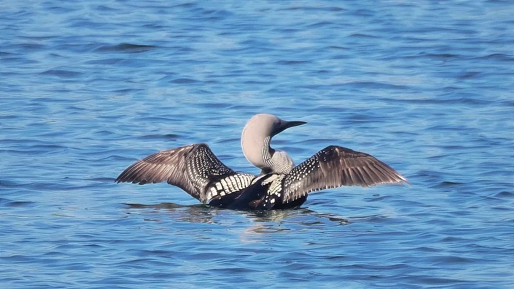 Arctic Loon