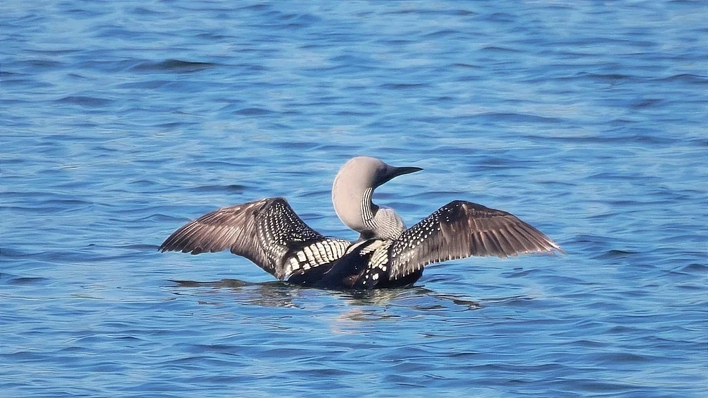 Arctic Loon