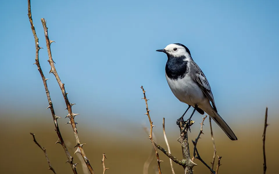 White Wagtail (Motacilla alba) — photo 3 of 3