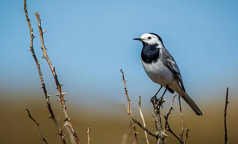 White Wagtail (Motacilla alba) — photo 3 of 3