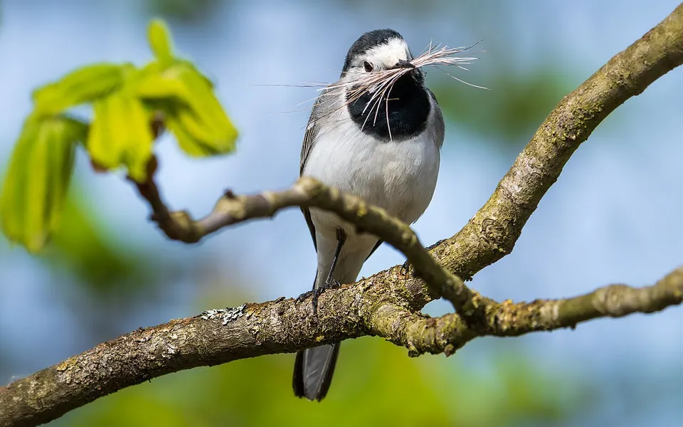 White Wagtail (Motacilla alba) — photo 2 of 3