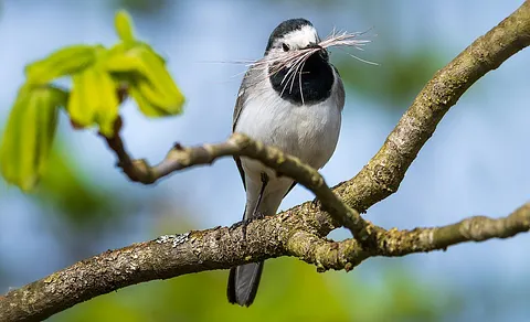 White Wagtail (Motacilla alba) — photo 2 of 3