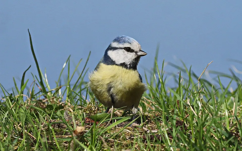Eurasian Blue Tit (Cyanistes caeruleus) — photo 2 of 3