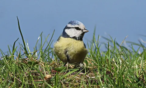 Eurasian Blue Tit (Cyanistes caeruleus) — photo 2 of 3