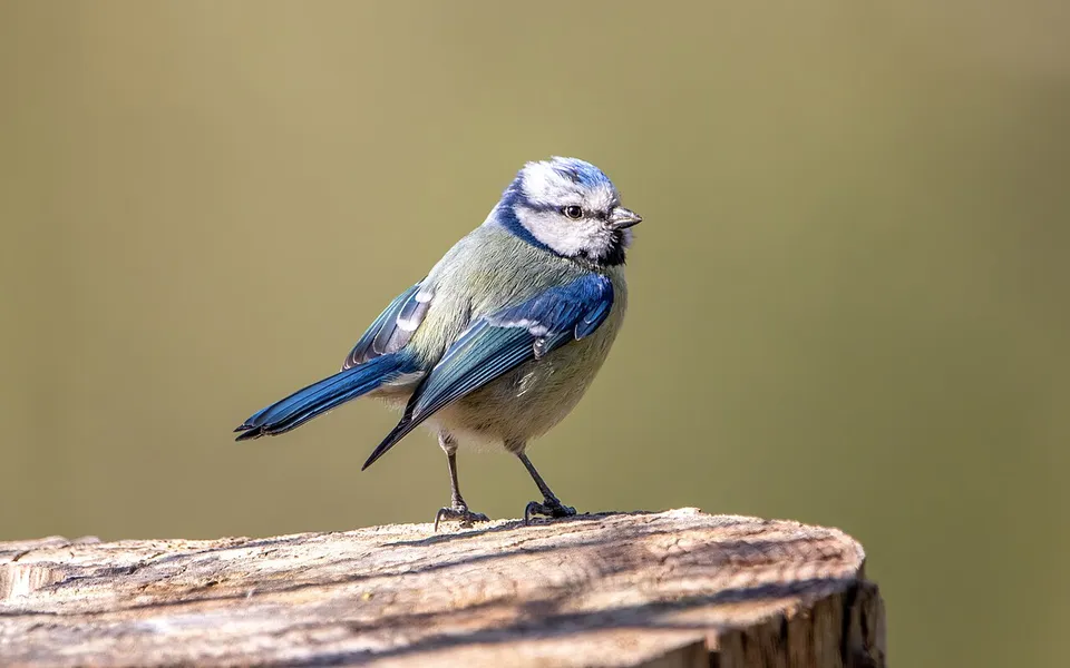 Eurasian Blue Tit (Cyanistes caeruleus) — photo 3 of 3