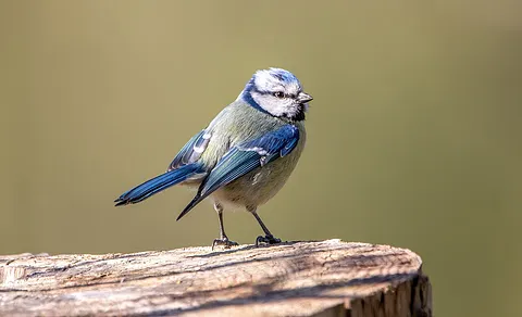 Eurasian Blue Tit (Cyanistes caeruleus) — photo 3 of 3