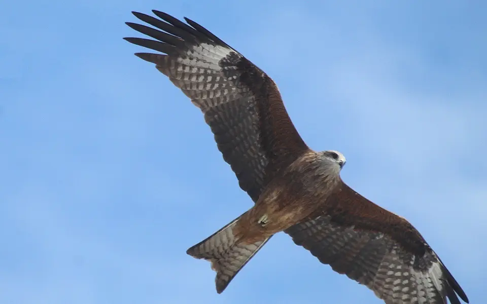Black Kite (Milvus migrans) — photo 5 of 5
