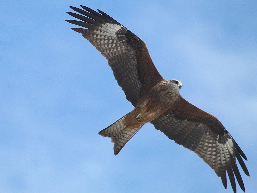 Black Kite