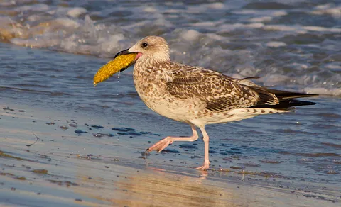 Caspian Gull
