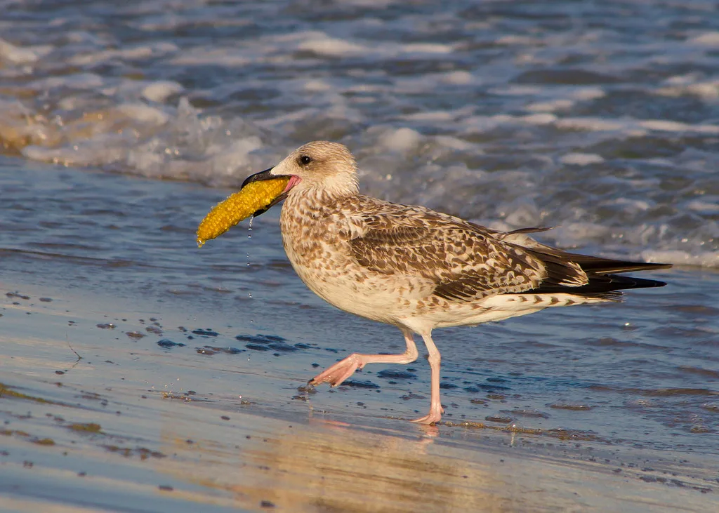Caspian Gull