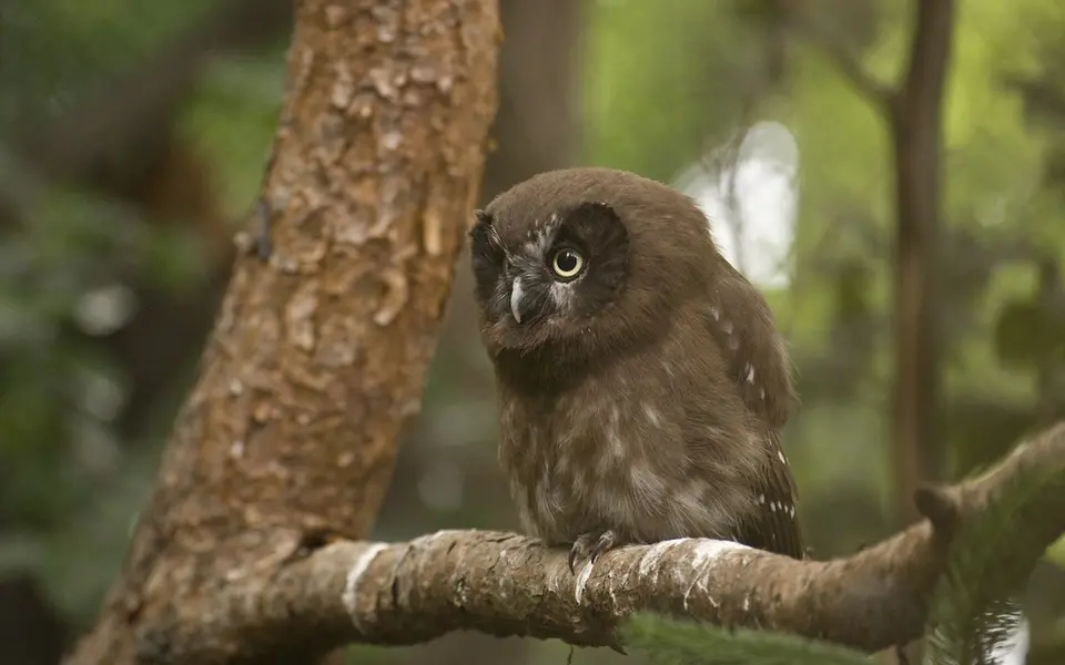 Boreal Owl (Aegolius funereus) — photo 1 of 4