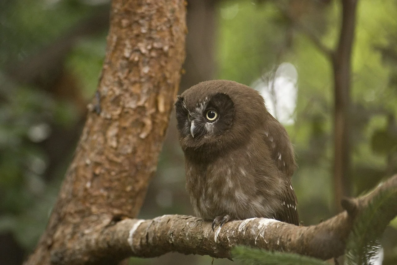 Boreal Owl (Aegolius funereus) — photo 1 of 4